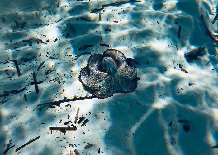 Апартаменты Casa Mirto *